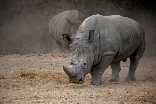 White Rhinoceros photographed with a Canon 70-200mm f/2.8 and a 1.4x Canon