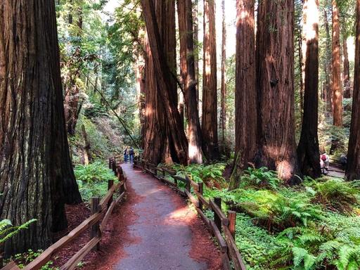 redwoods-tds-2.jpg