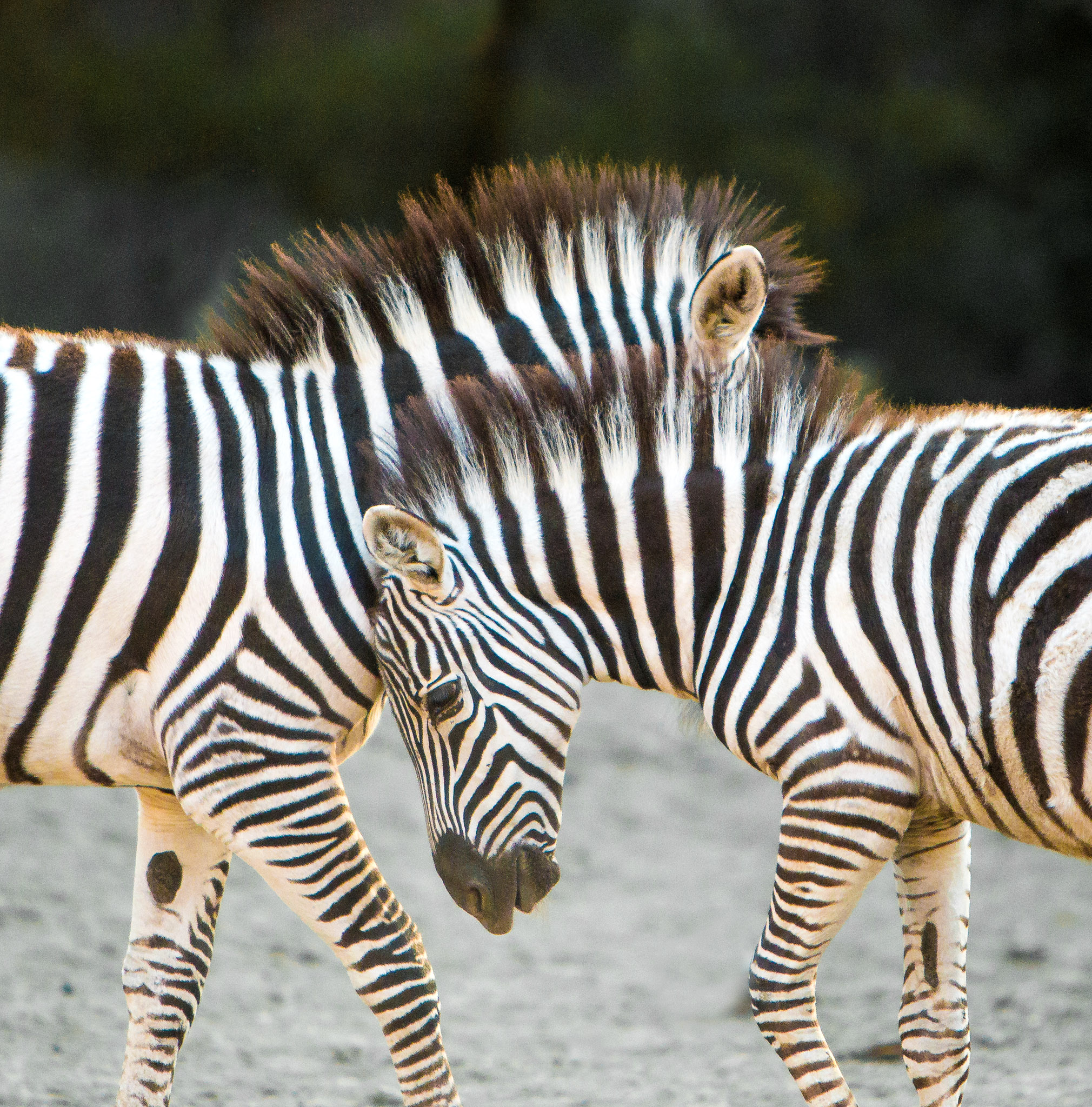 http://thedigitalstory.com/zebras-playing-safari-west.jpg