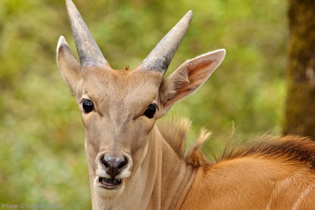 Capturing The Action At Safari West The Digital Story