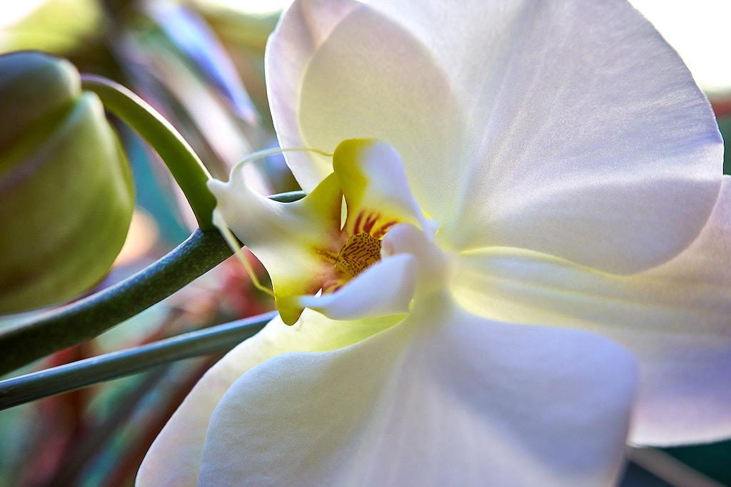 https://thedigitalstory.com/2023/12/02/ZF1_0889-Orchid-with-Closeup-Lens-2048.jpg