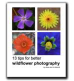 wildflower_book.png