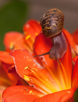 Snail Close Up with LP-Micro Litepanel