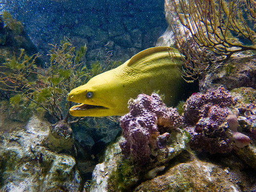 Green Moray Eel