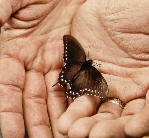 Butterfly in Hand