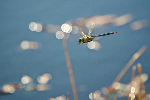 Dragonfly During TDS Workshop