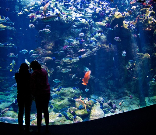 aquarium_silhouette.jpg