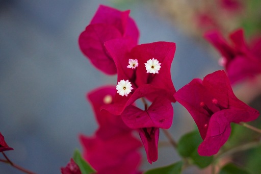 Bougainvillea Flowers