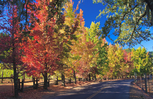 Sonoma County Fall Color