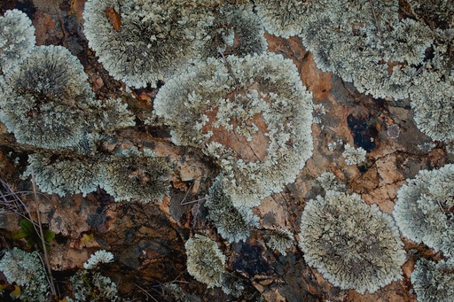 Lichen on Rock Pextax K-5 Derrick Story