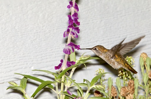 Hummingbird with Flash