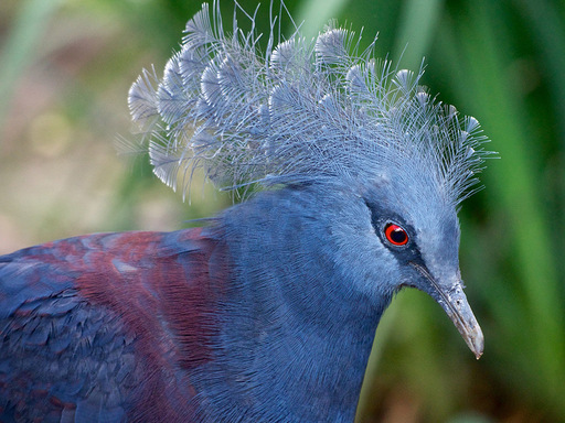 Blue-Crowned-Pigeon