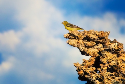 mono-lake-bird.jpg