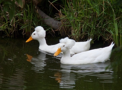 Duck Portrait