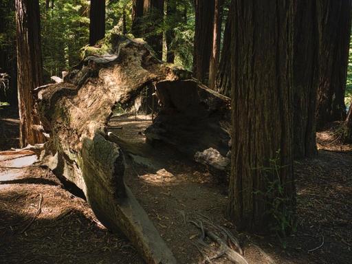 See Through Redwood.jpg