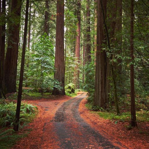 Road-through-the-forest.jpg