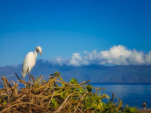 egret-maui.jpg