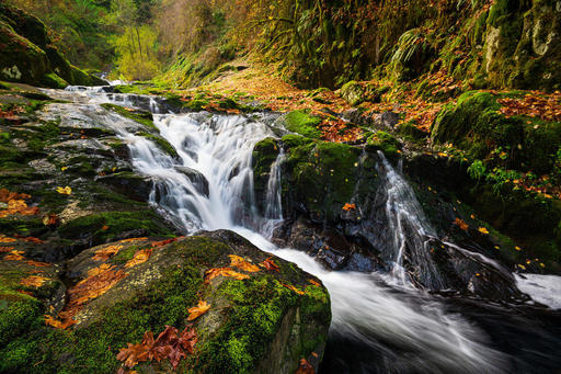 Scott-Davenport-US-Oregon-2018-11-09-0022-Along+Sweet+Creek+In+Oregon.jpg