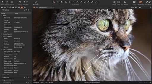 cat-portrait-GFX100S-1600.jpg