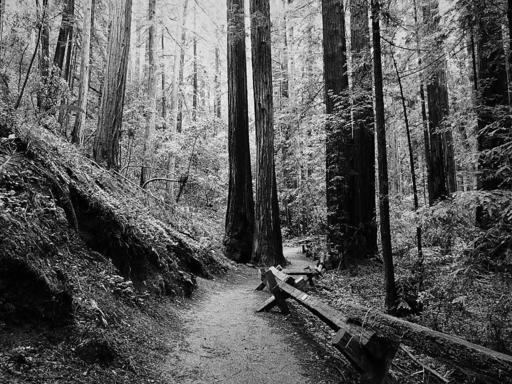 P3031366-Armstrong-Redwoods-1024.jpg