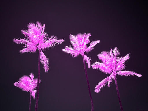 IR-Palms-1024.jpeg