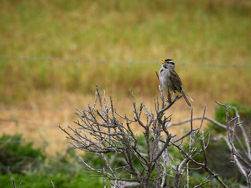 P5174040-Pt-Reyes-1600.jpg