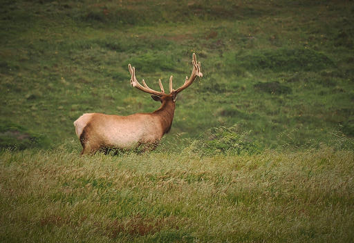 P5184232-Tule-Elk-1600.jpg