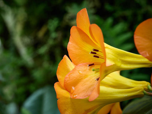 P9096009-Vireya Rhododendron-1600.jpg