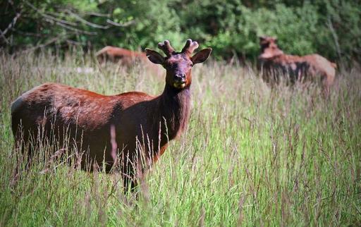 ZF1_4771-Nikon-Zf-Klamath.jpeg